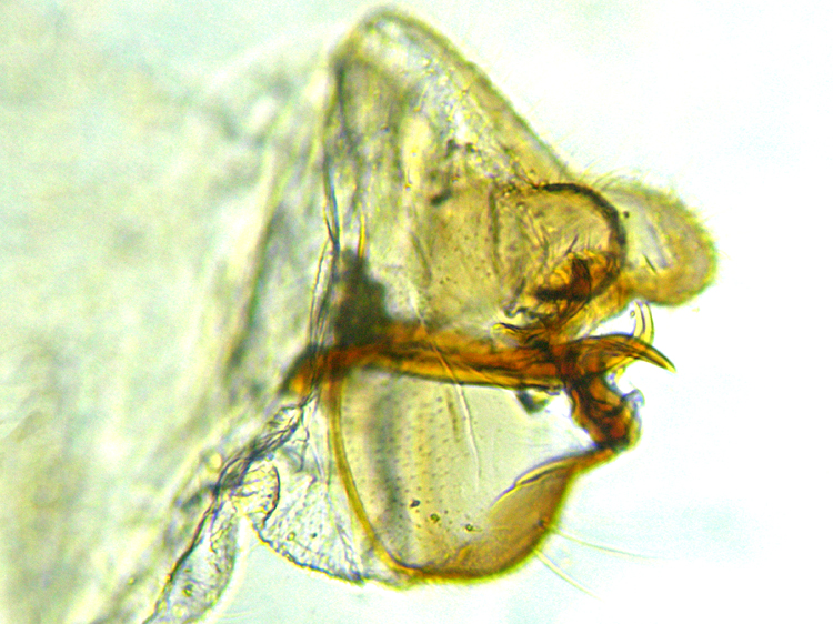 Semidalis pseudouncinata genitalia